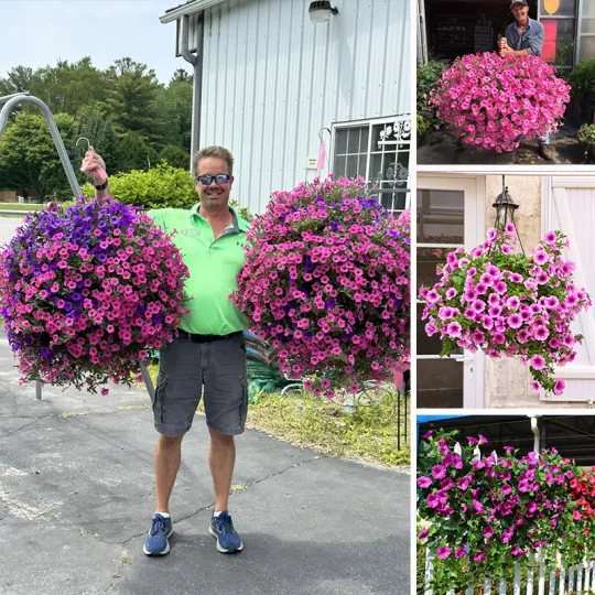 🎄 Julens finaste dekoration · 🌸 Blommande konstgjorda petunior utan skötsel