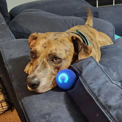 WREE® 🐶🐱🎉Studsboll med ultralång batteritid - Tillverkad av högpresterande, miljövänligt TPE-material, tillräckligt hållbart för att motstå tuggning av husdjur, vilket garanterar oändligt kul!