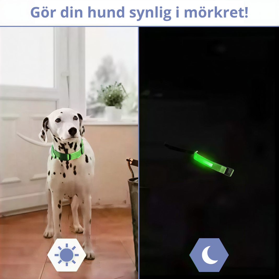 WREE® LED2025 Laddningsbart Ljus-halsband för Husdjur – Julens Tillfälliga Erbjudande: 50% Rabatt🔥